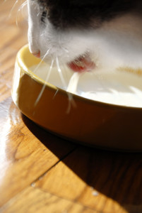 Macska és a laktózérzékenység